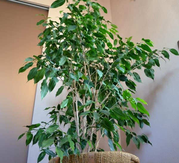 Ficus Benjamin