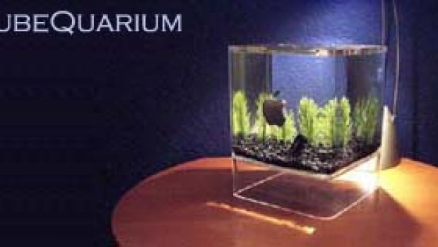 Acquario in salsa Apple Cube