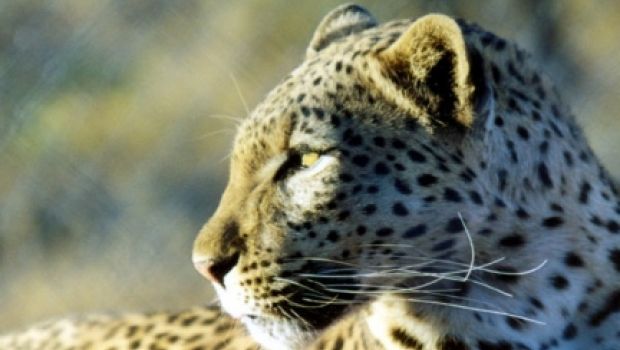 Distribuita la 9A557/9A559: il leopardo si prepara a graffiare?