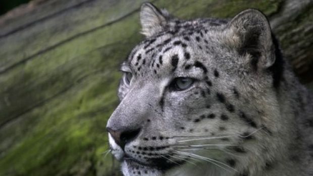 Apple riconosce il bug relativo alla cancellazione di file in Snow Leopard